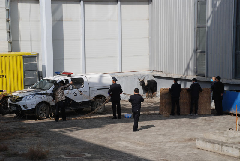 星火機床公司助力國家二級保護動物回歸“家園” 星火機床公司助力國家二級保護動物回歸“家園”